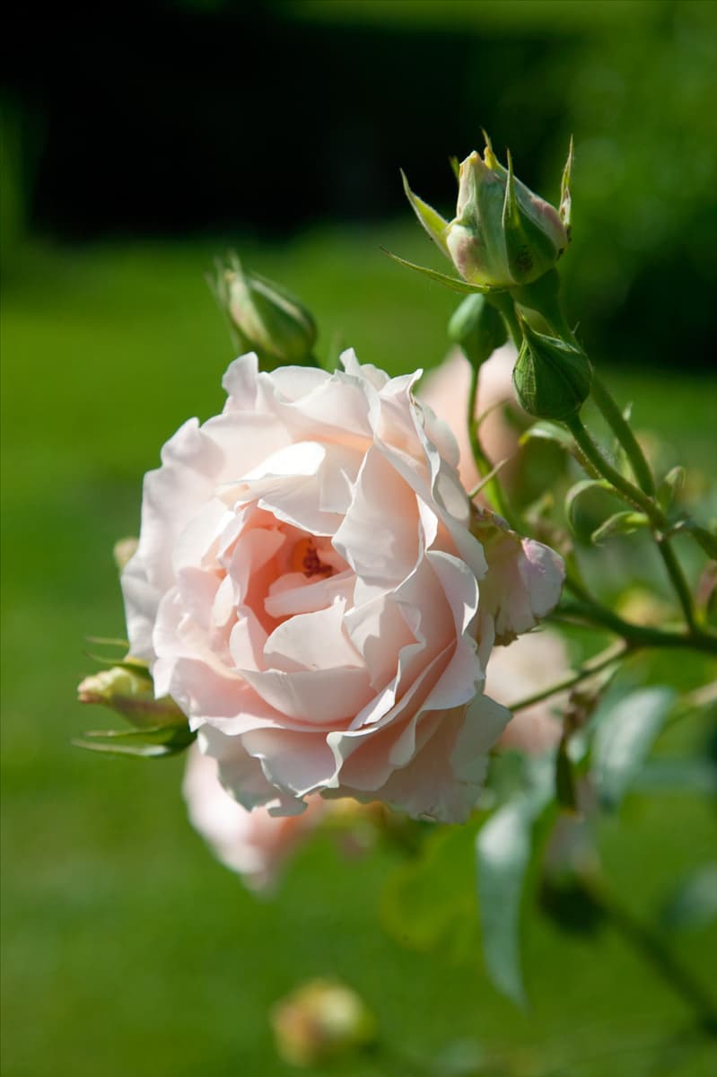 Rosa Rokoko ®