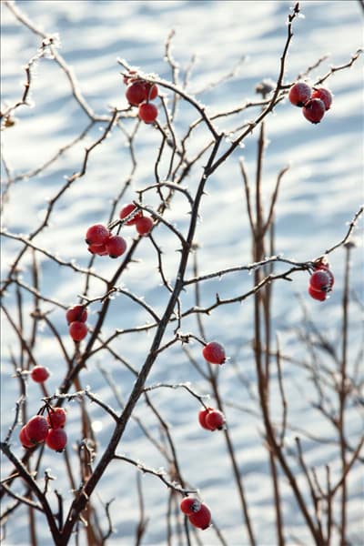 Rosa canina