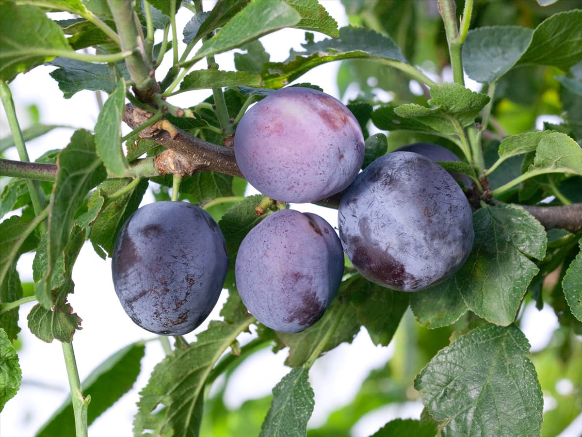 Prunus domestica subsp. domestica Herman