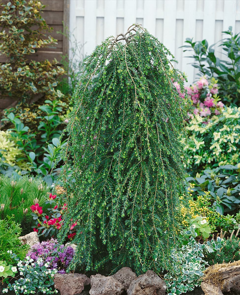 Tsuga canadensis Pendula