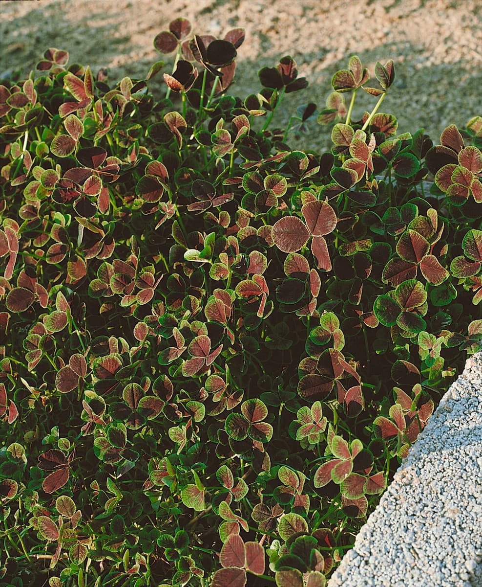 TRIFOLIUM REPENS ATRO-PURPUREA