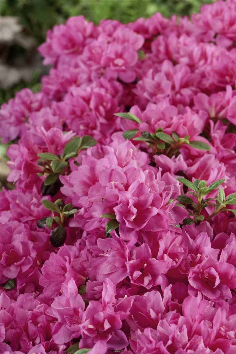 Rhododendron obtusum Rokoko Purple