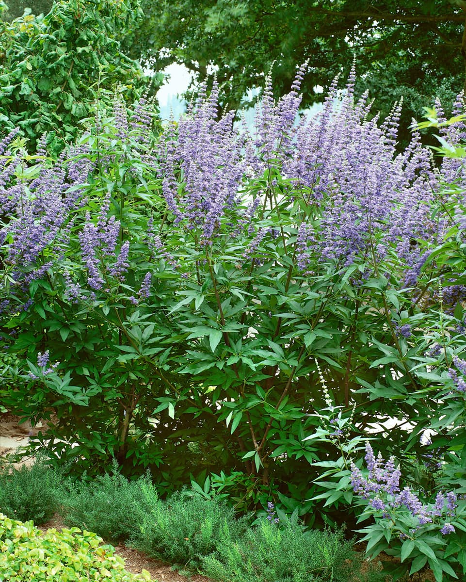 Vitex agnus-castus