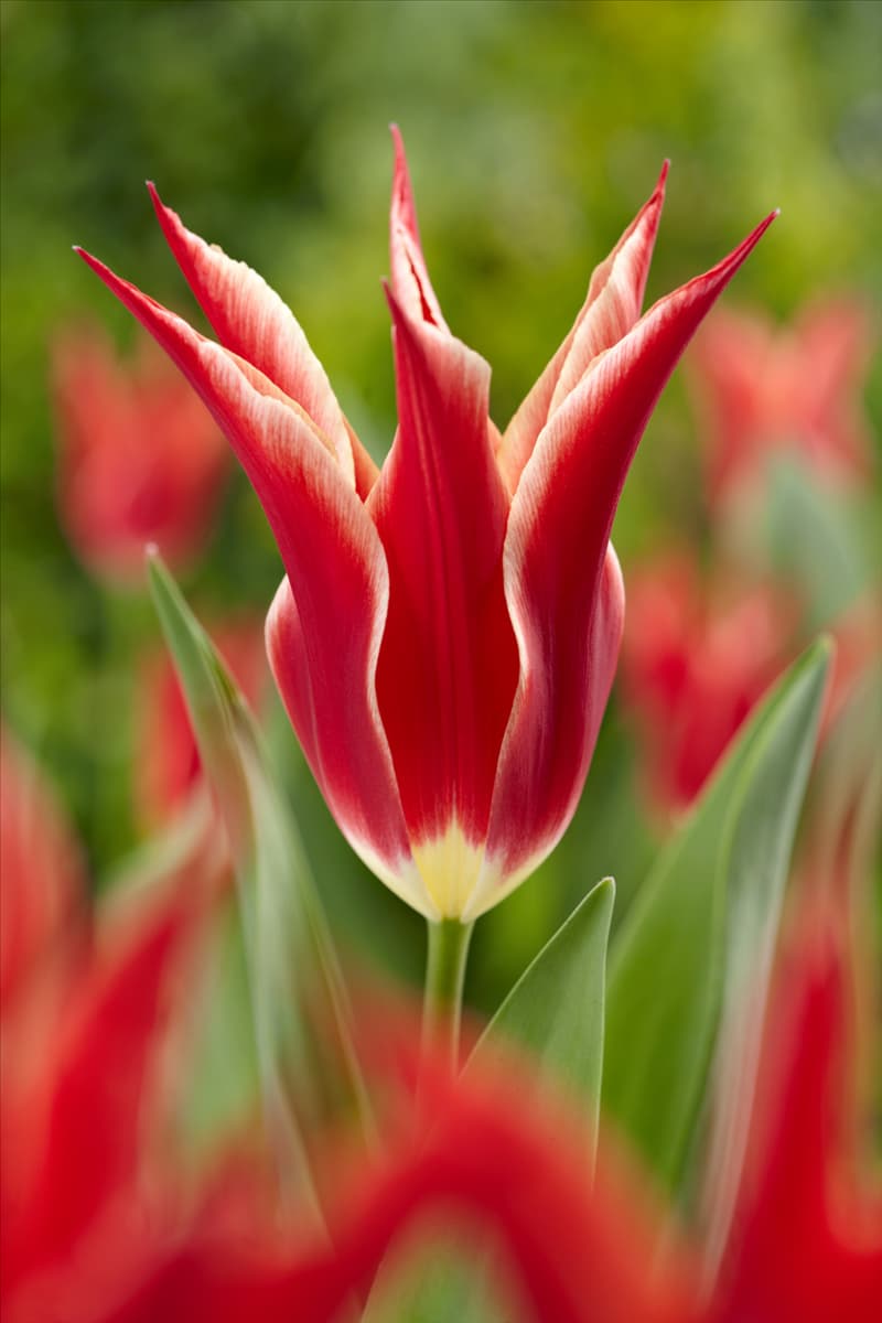 Tulipa Lily Flowered Aladdin