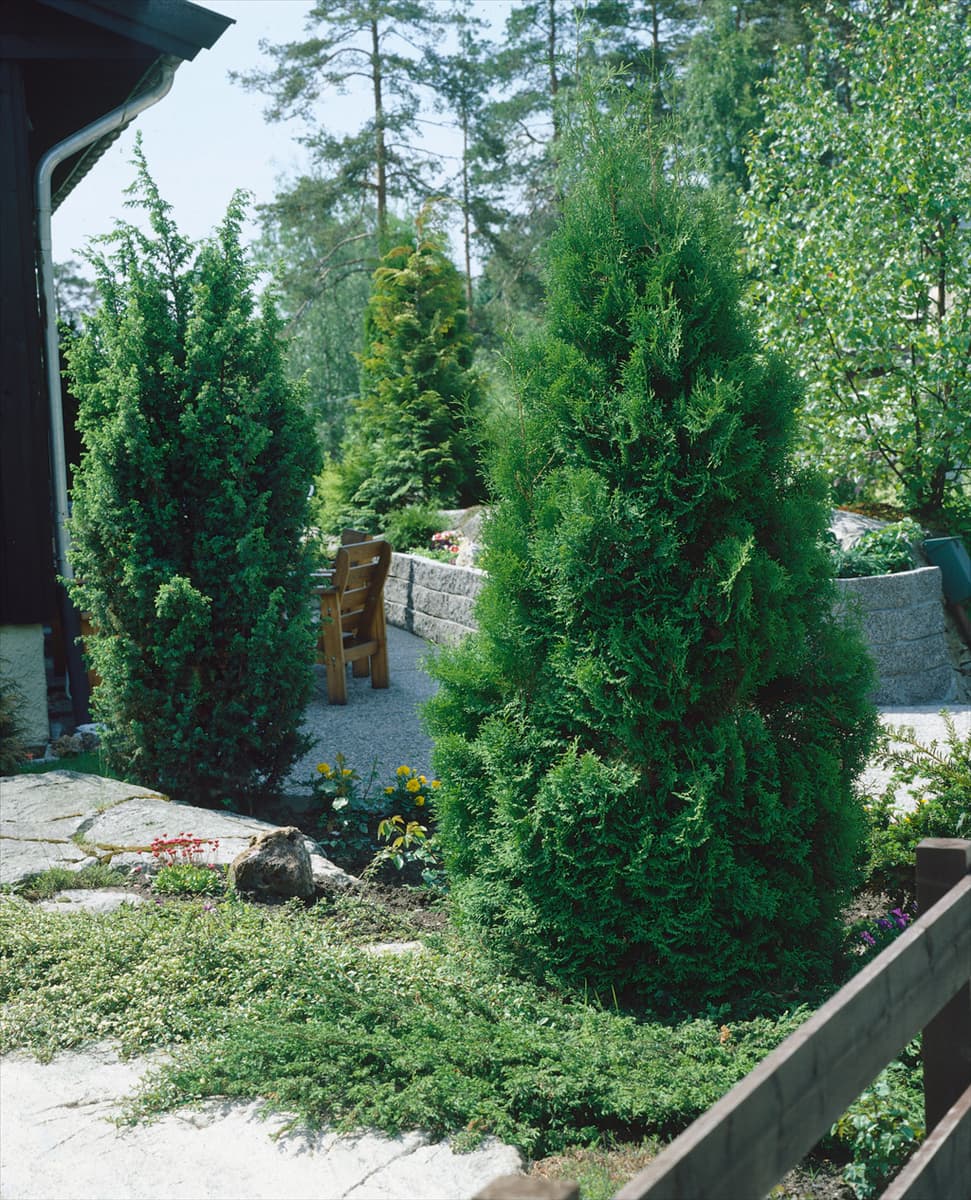 THUJA OCCIDENTALIS FASTIGIATA