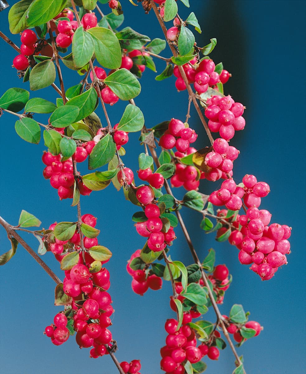Symphoricarpos x doorenbosii Magic Berry