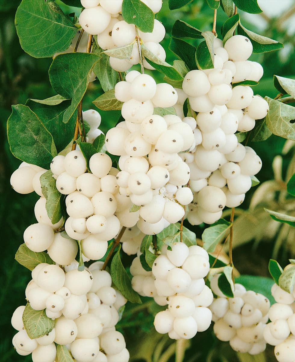 Symphoricarpos x doorenbosii White Hedge
