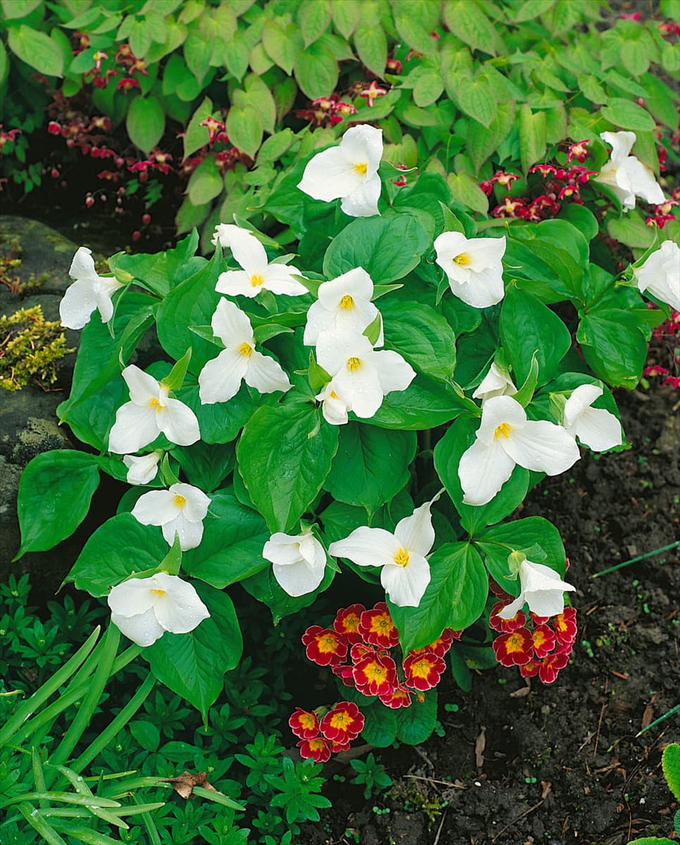 TRILLIUM GRANDIFLORUM