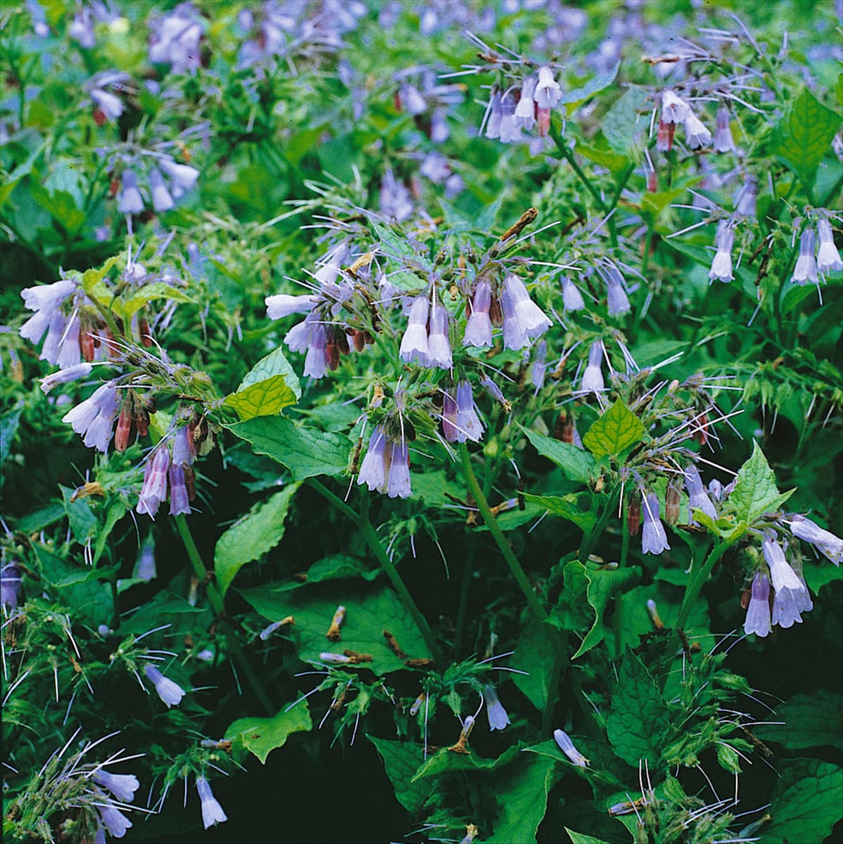 SYMPHYTUM ibericum Wisley Blue (syn.S.grandiflorum W.B.)