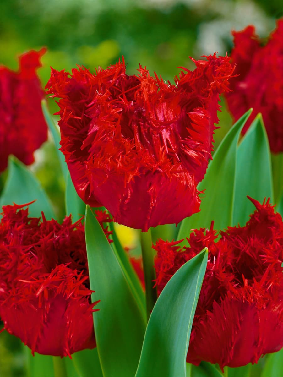 Tulipa Crispa Barbados
