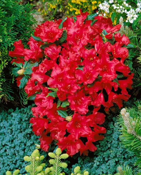 Rhododendron repens 'Baden-Baden'