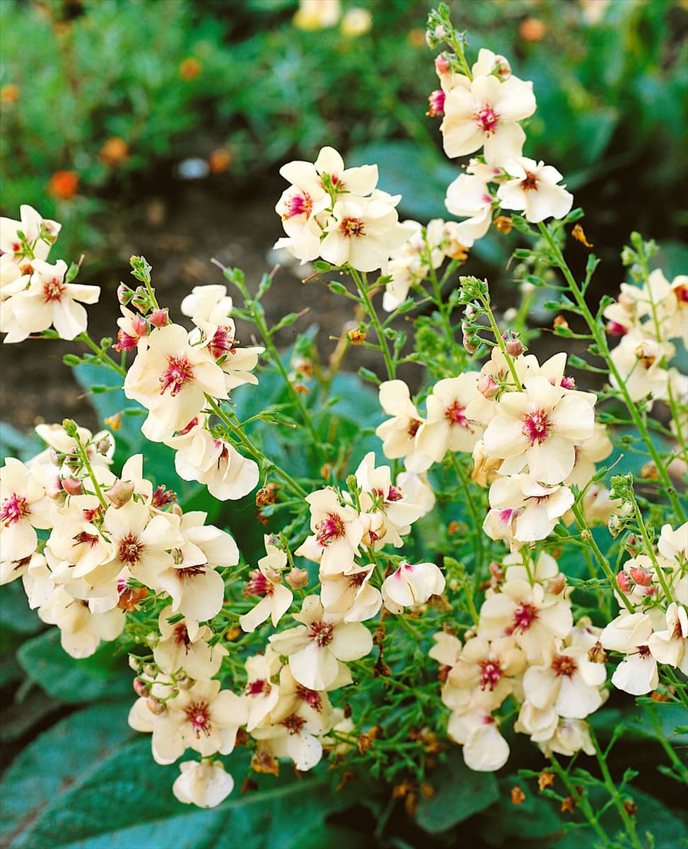VERBASCUM Jackie