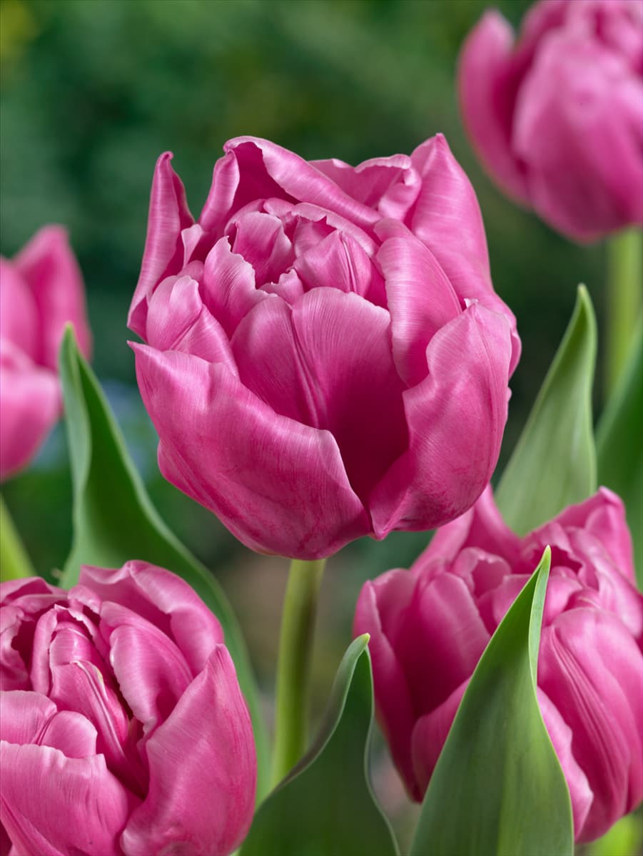 Tulipa Double Late Double Princess