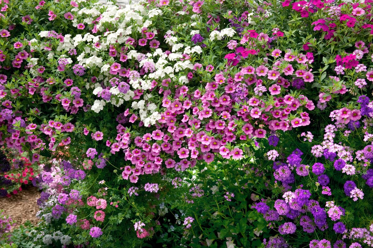 Sommerblumen Mischung / Calibrachoa, Verbena, Phlox