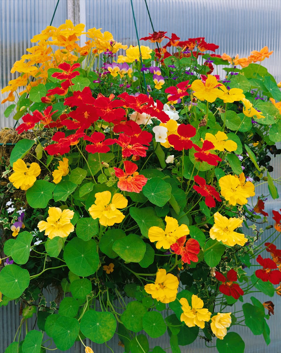 Tropaeolum majus in hanging basket