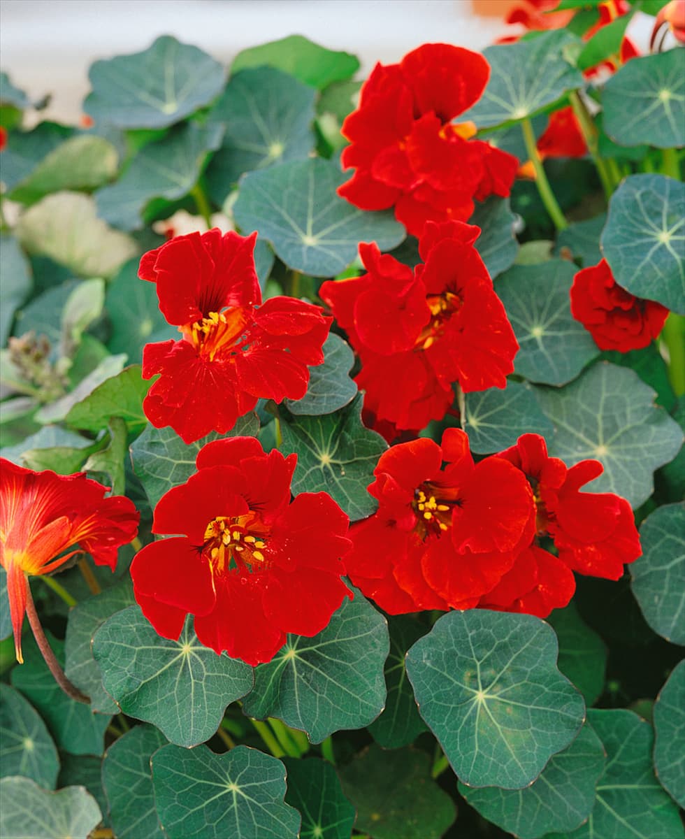 Tropaeolum majus Red Wonder