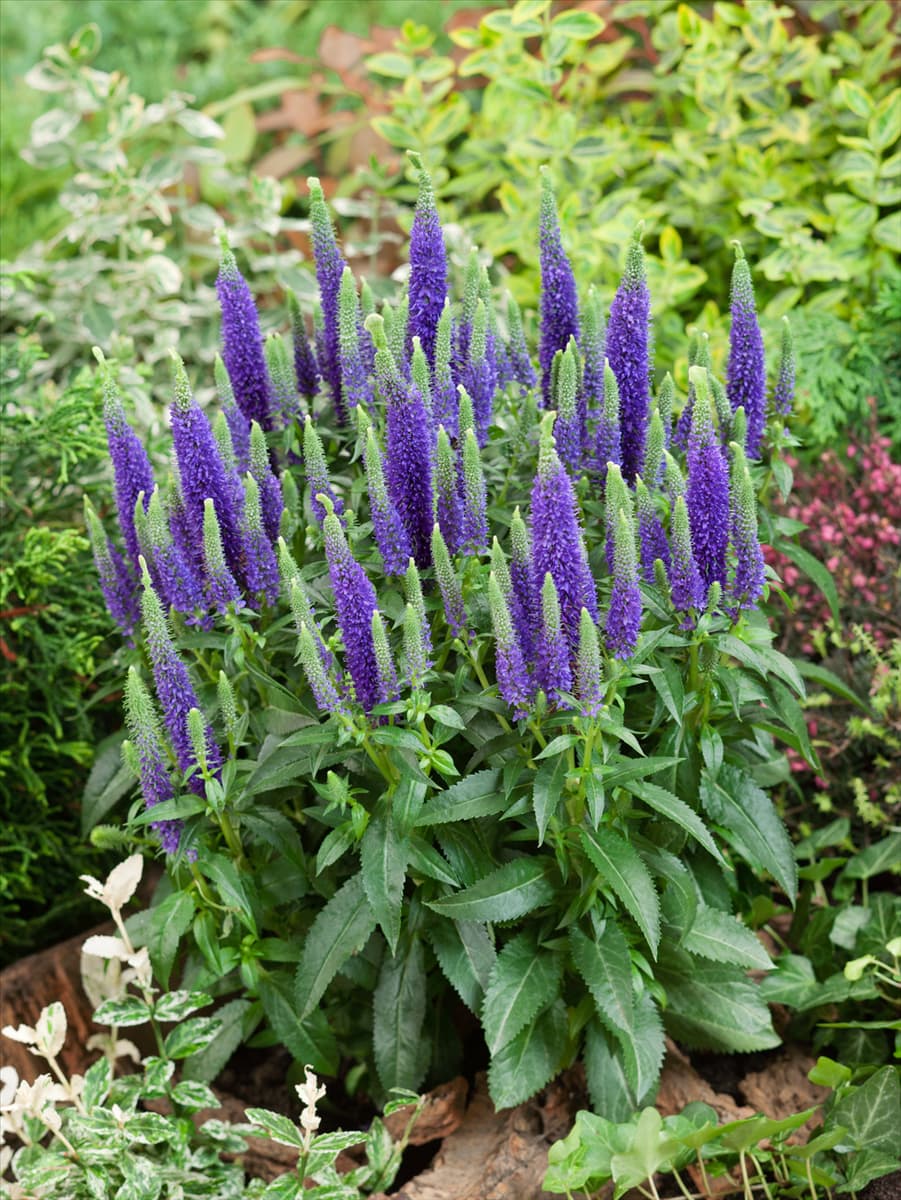 Veronica spicata Ulster Dwarf Blue
