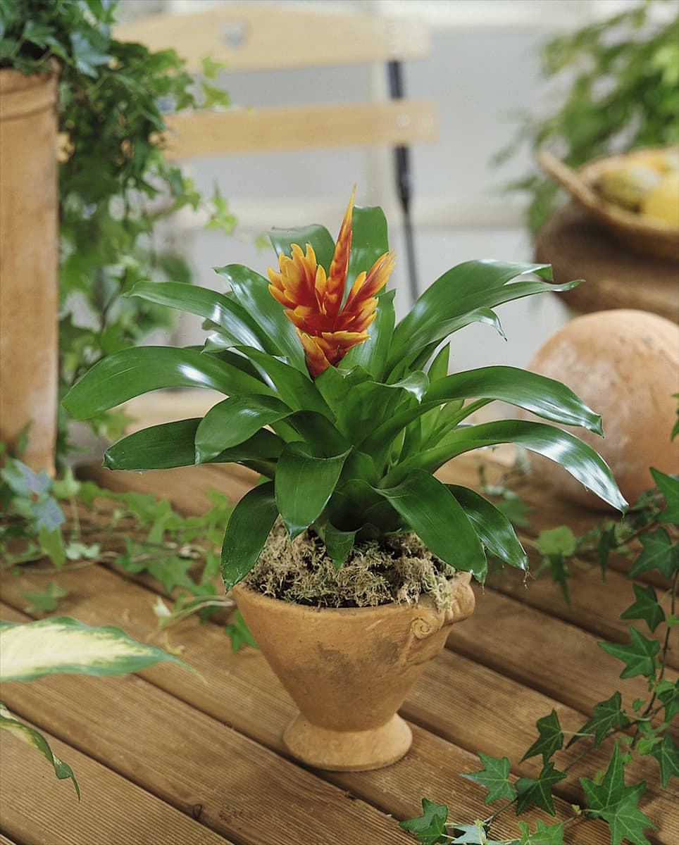 Vriesea poelmanii