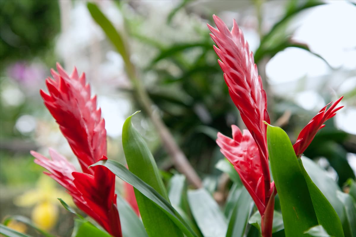 Vriesea