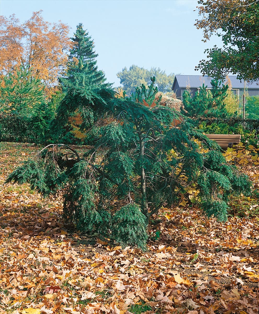TSUGA canadensis Bennett