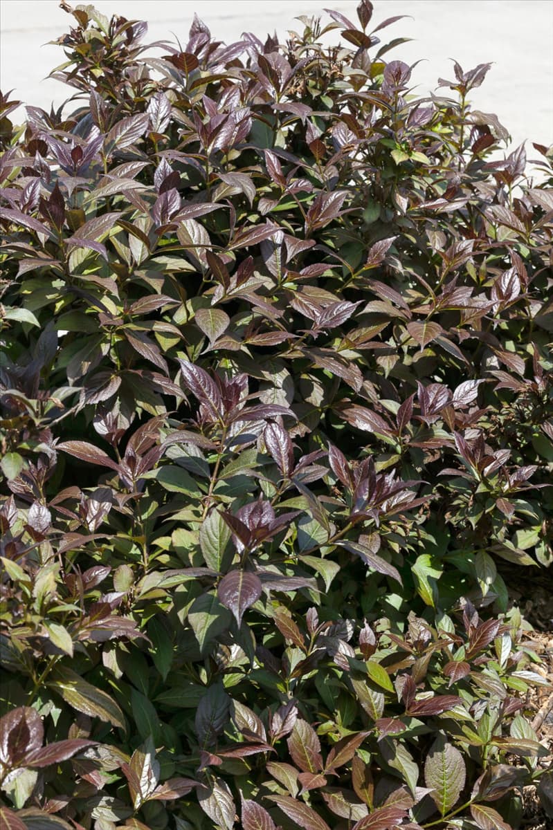 Weigela florida Verweig 3 MINOR BLACK