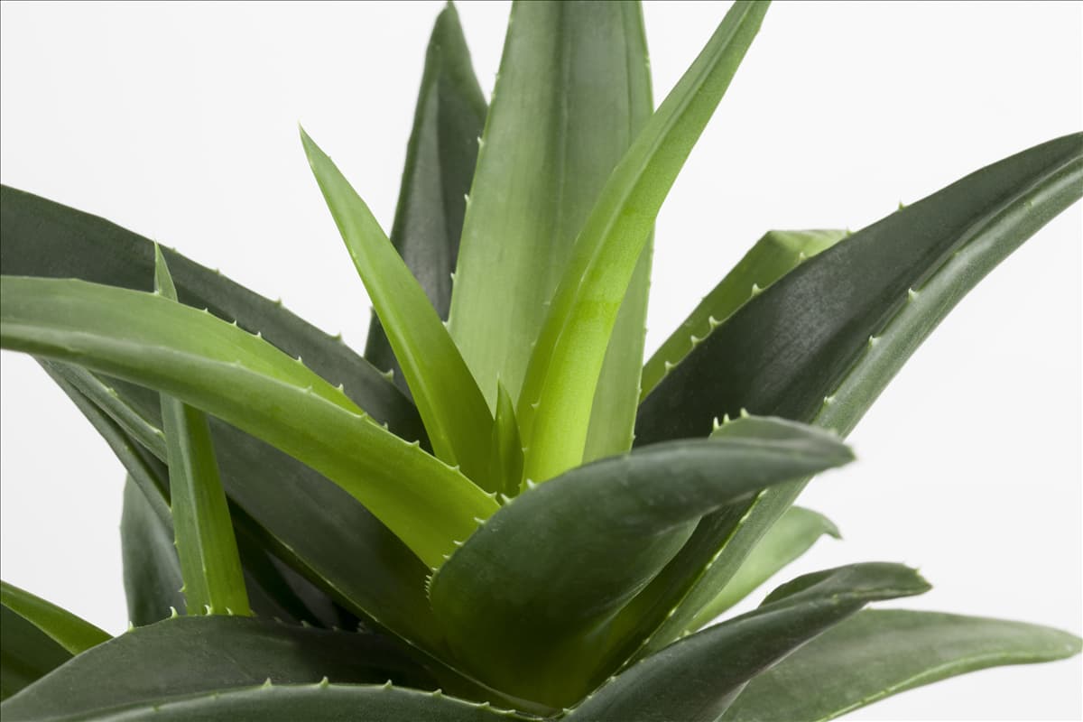 Aloe aristata