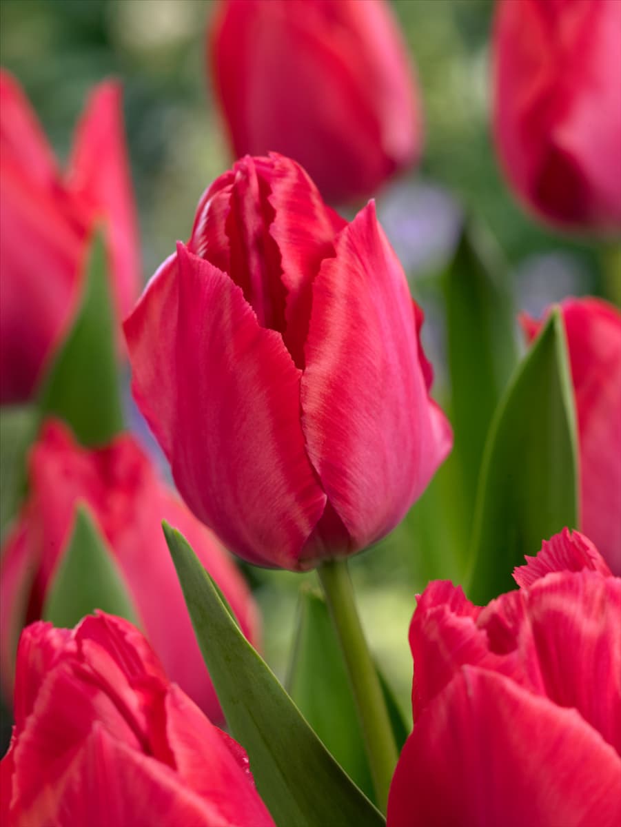 Tulipa Darwin Hybrid Lady Van Eijk