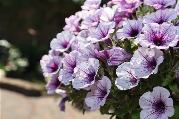 Petunia
