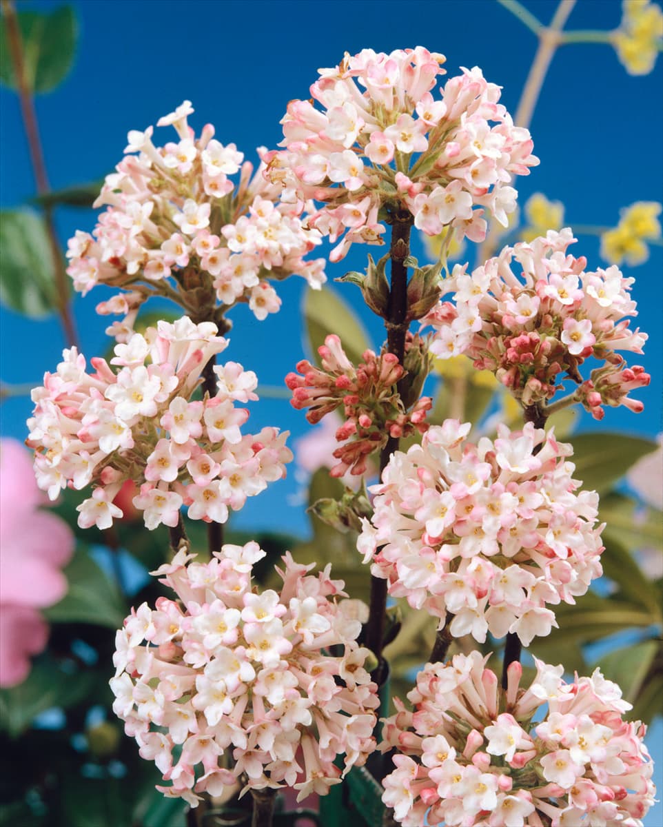 VIBURNUM X BODNANTENSE