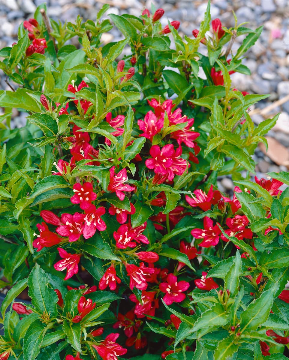 Weigela Nain Rouge (R) Courtanin