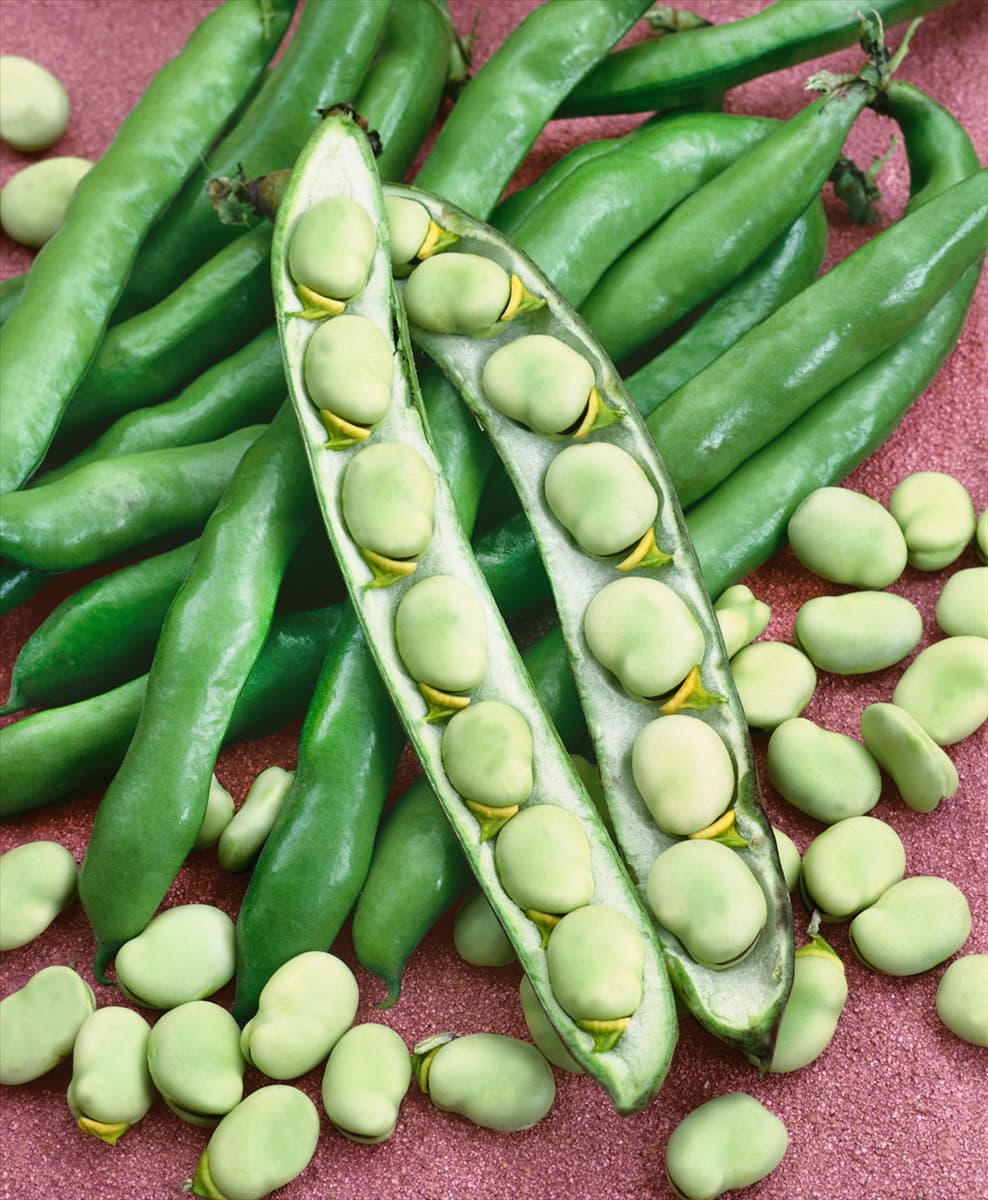 Vicia faba var. faba Windsor