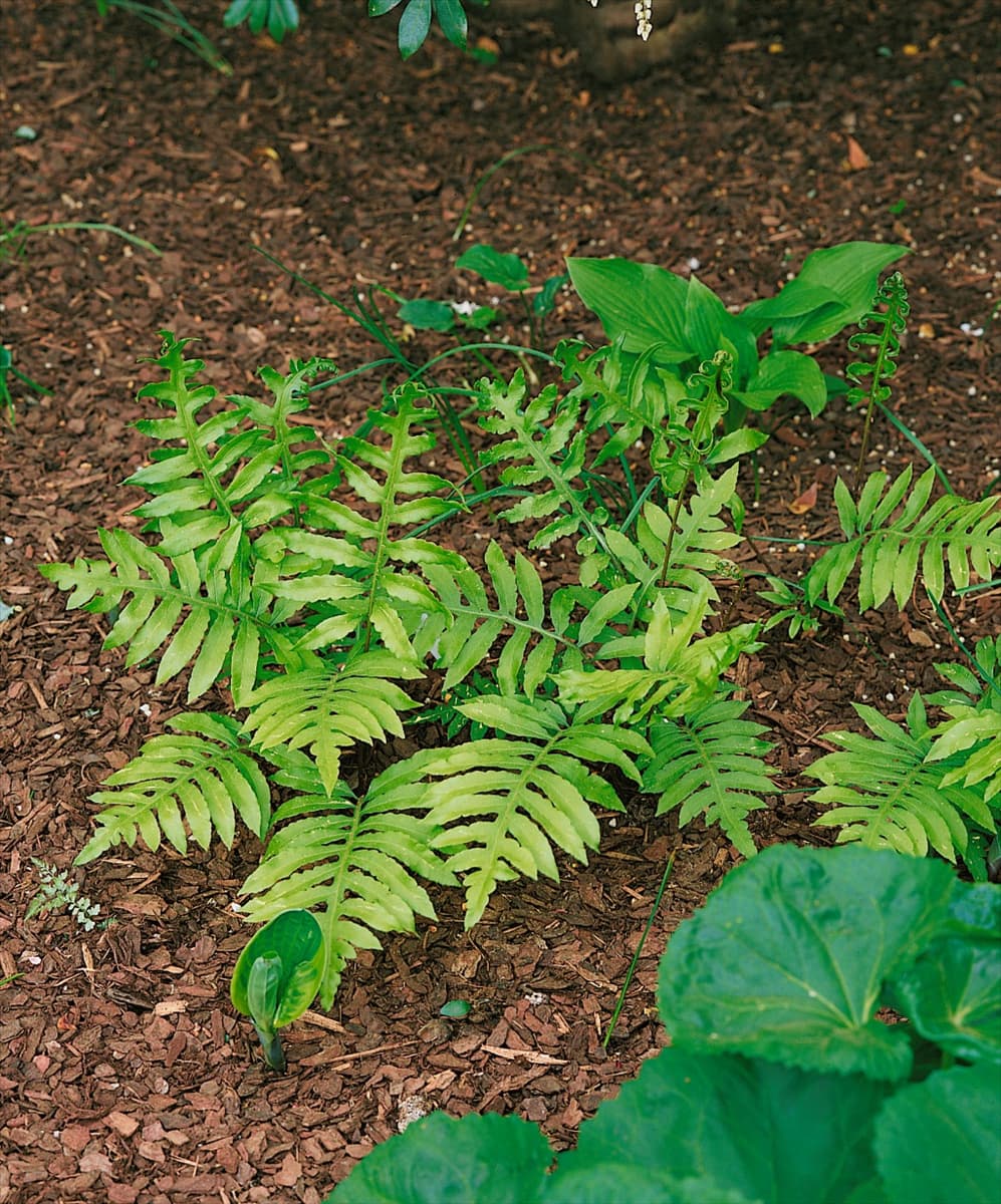 Woodwardia areolata