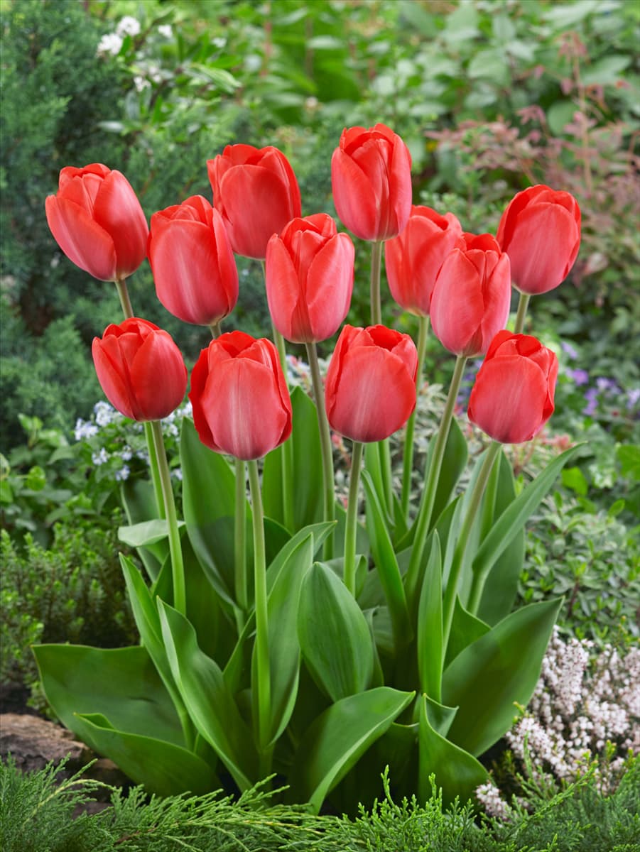 Tulipa Darwin Hybrid Van Eijk