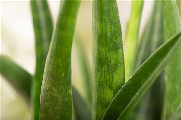Sansevieria kirkii 'Friends'