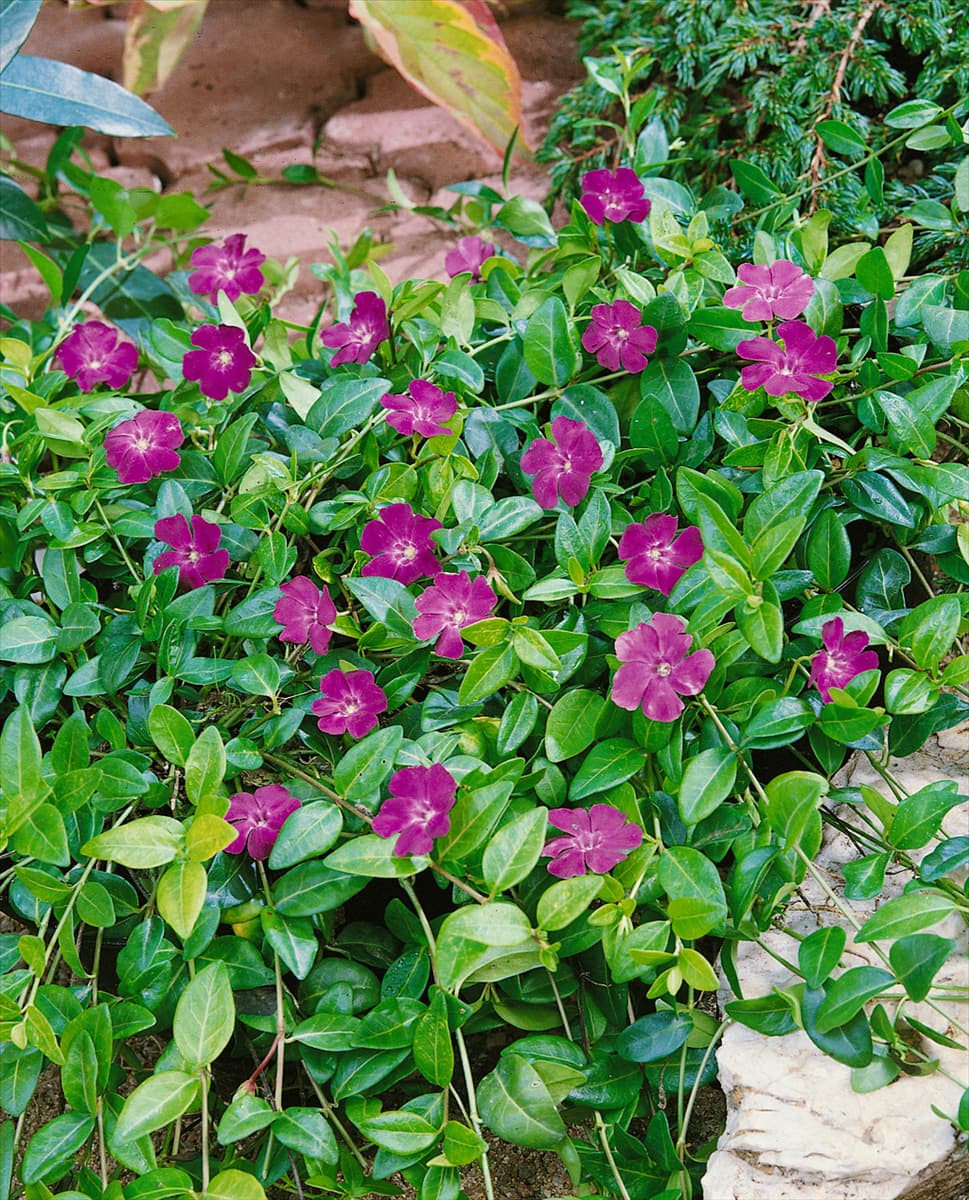 VINCA MINOR ATROPURPUREA