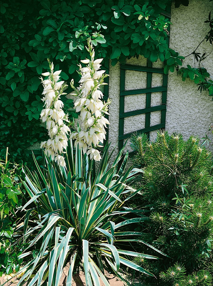 Yucca filamentosa Bright Edge