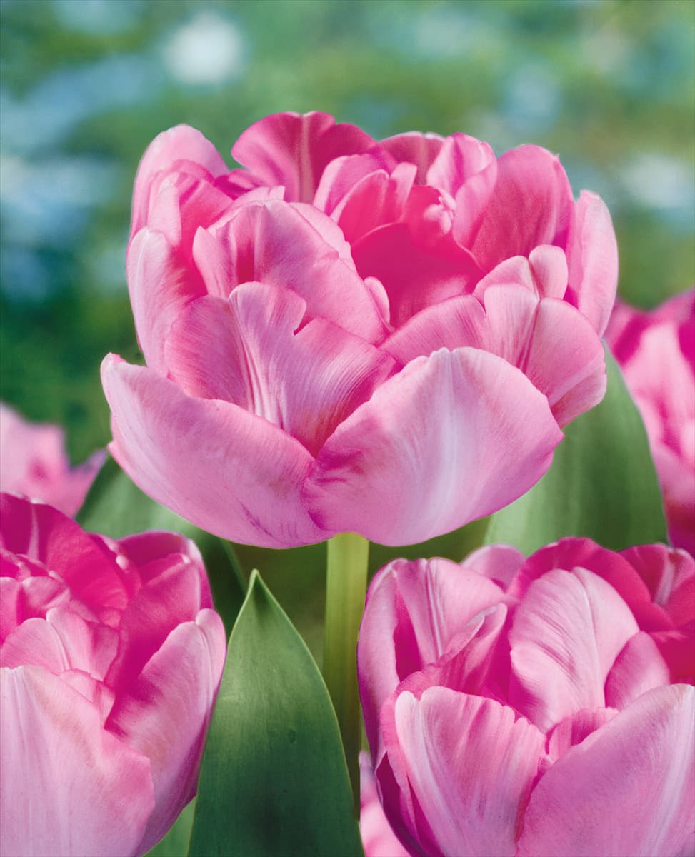 Tulipa - Double Late Upstar (DLT)