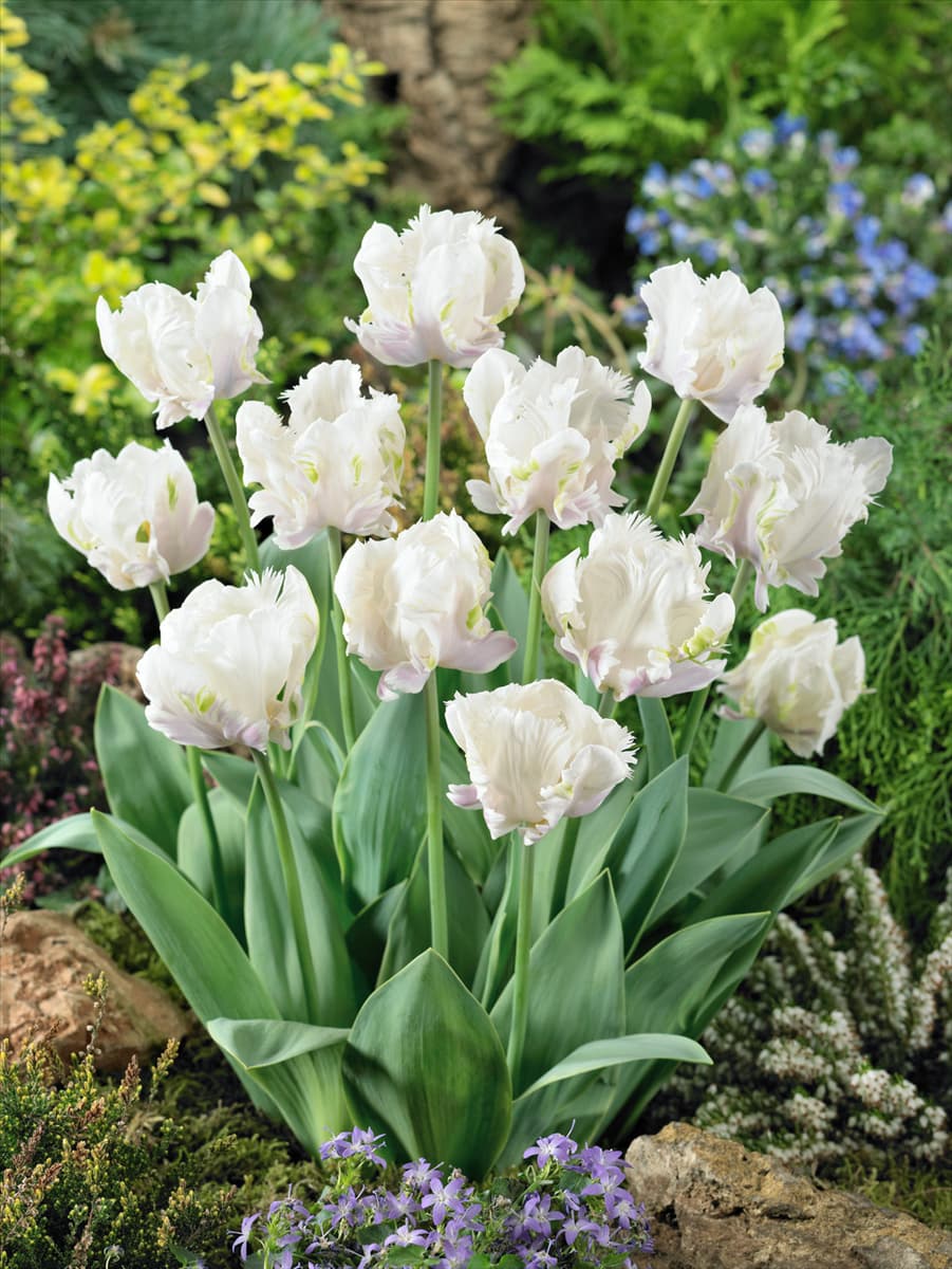 Tulipa Parrot White Lizard
