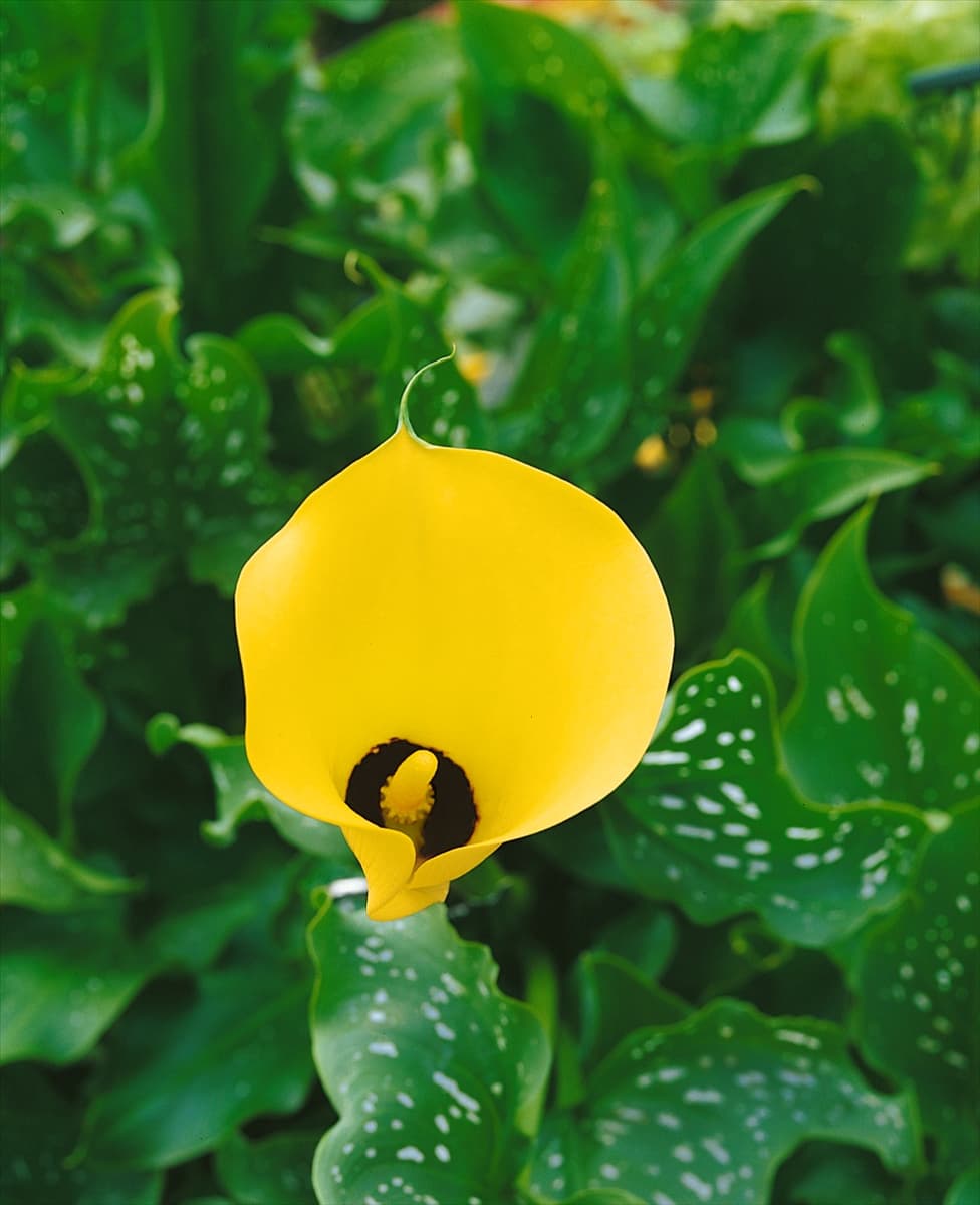 Zantedeschia Black Magic