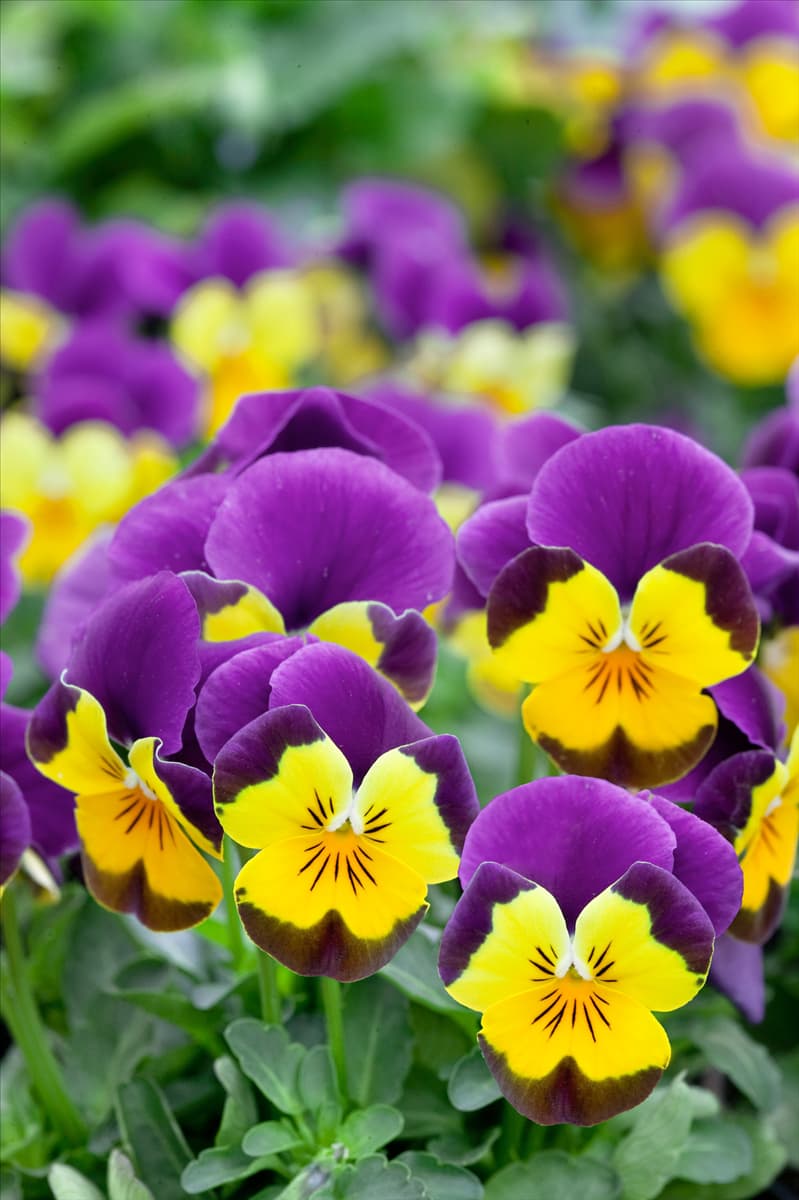 Viola Floral Power F1 Gold Purple Wing