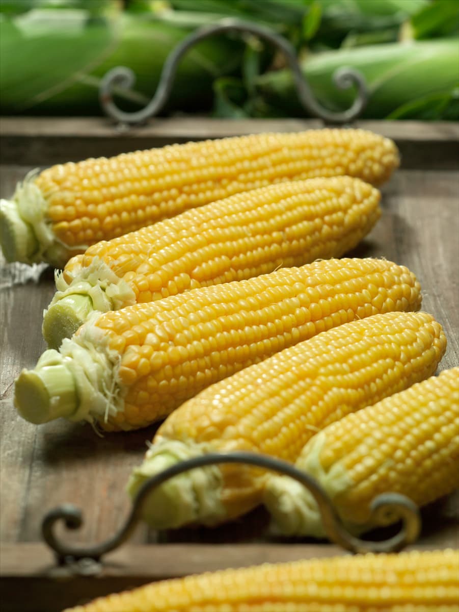 Zea mays Saccharata-Grp Profi