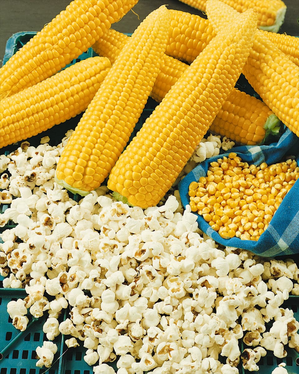 Mais / Zea mays Popcorn