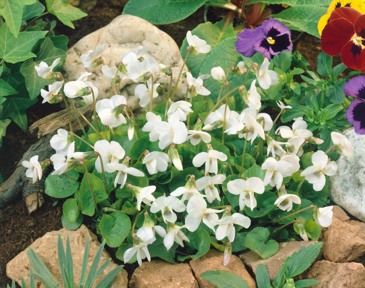 VIOLA ODORATA