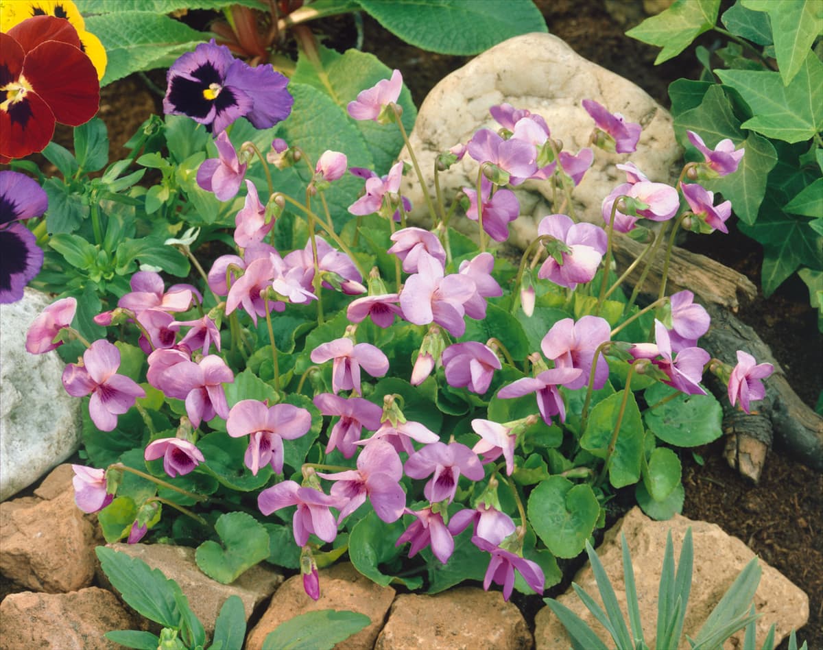 VIOLA ODORATA