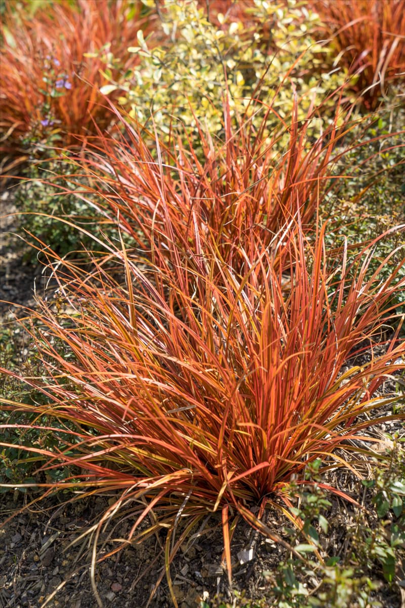 Uncinia rubra Belinda's Find