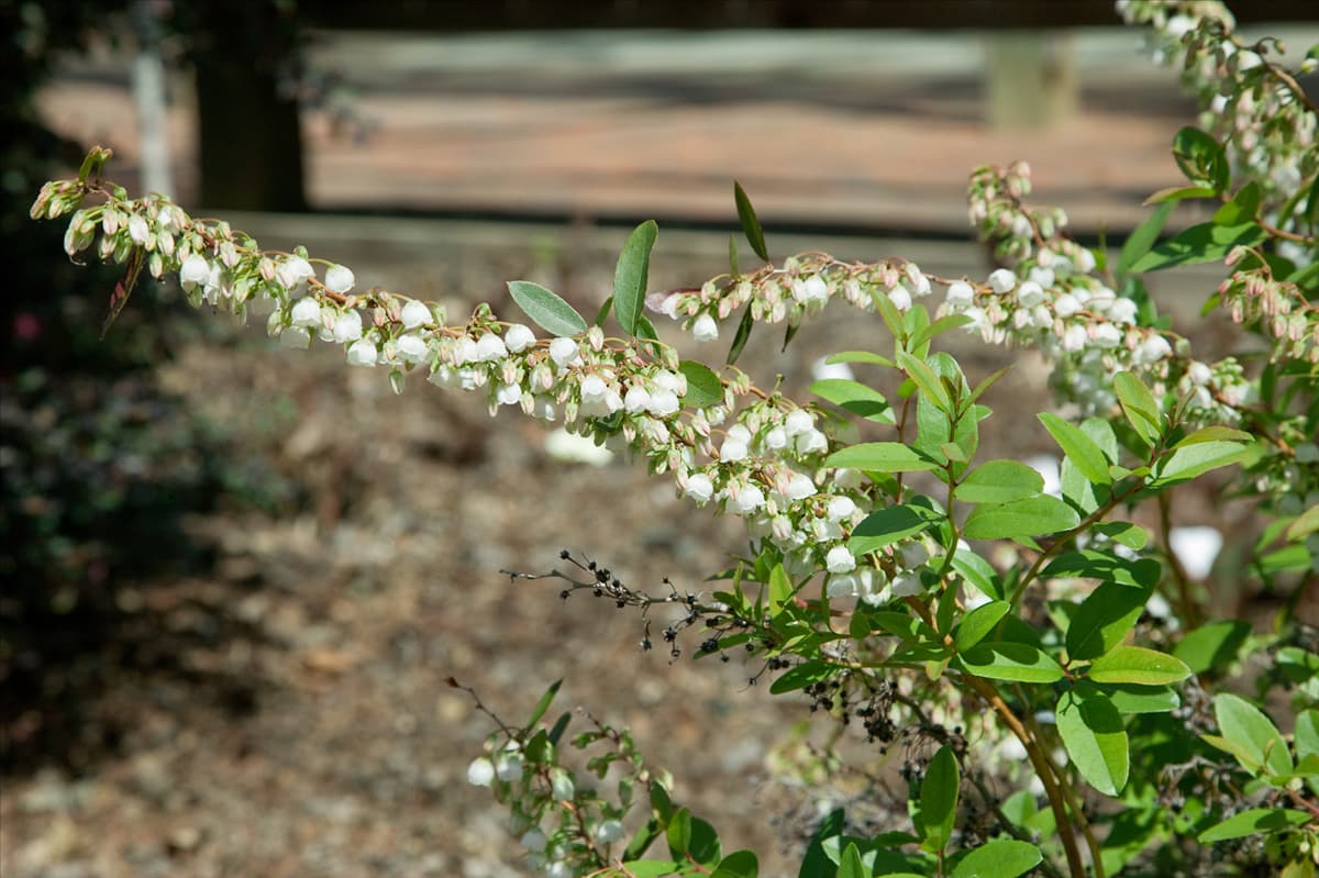 Zenobia pulverulenta Raspberry Ripple