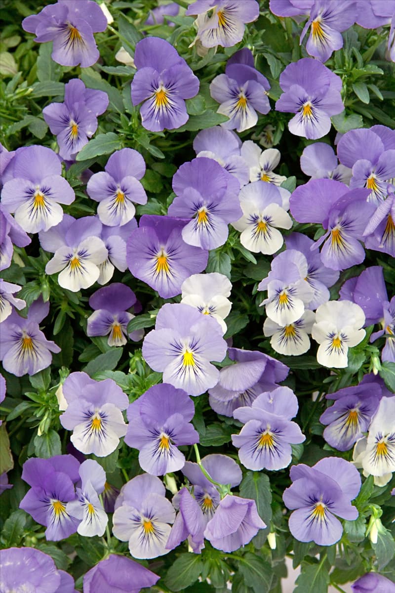 Viola Cool Wave Frost