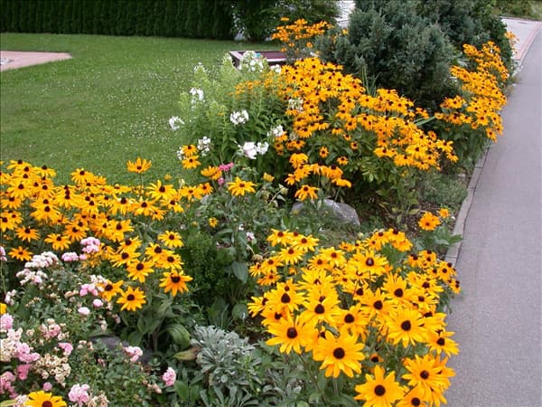 Rudbeckia