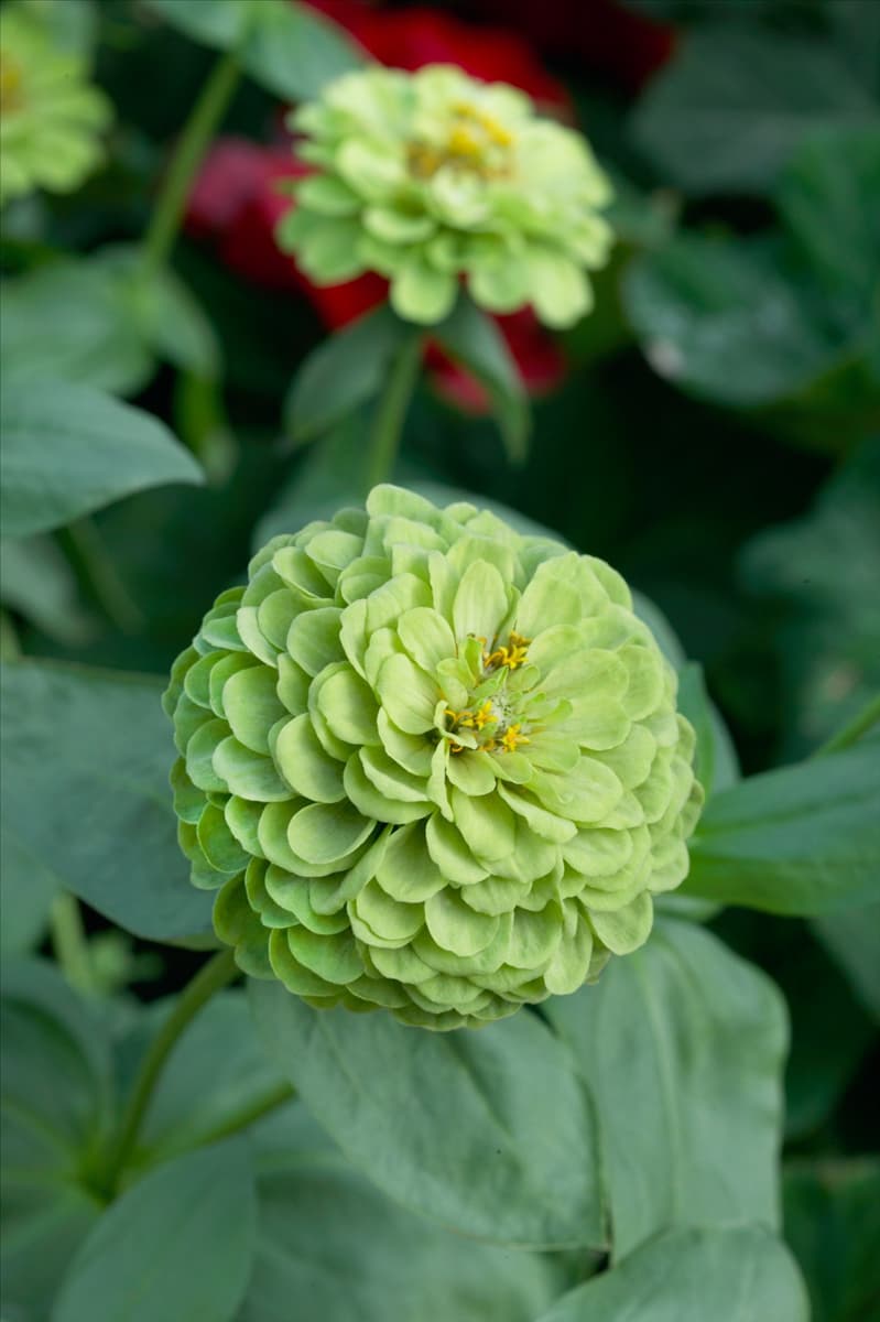 Zinnia elegans Benary's Giant Lime