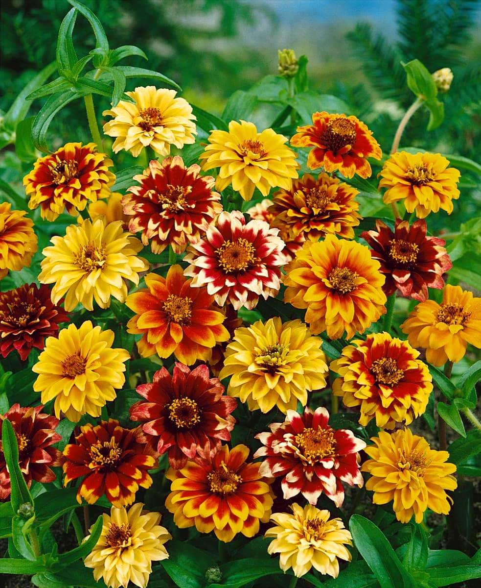 Zinnia haageana Persian Carpet